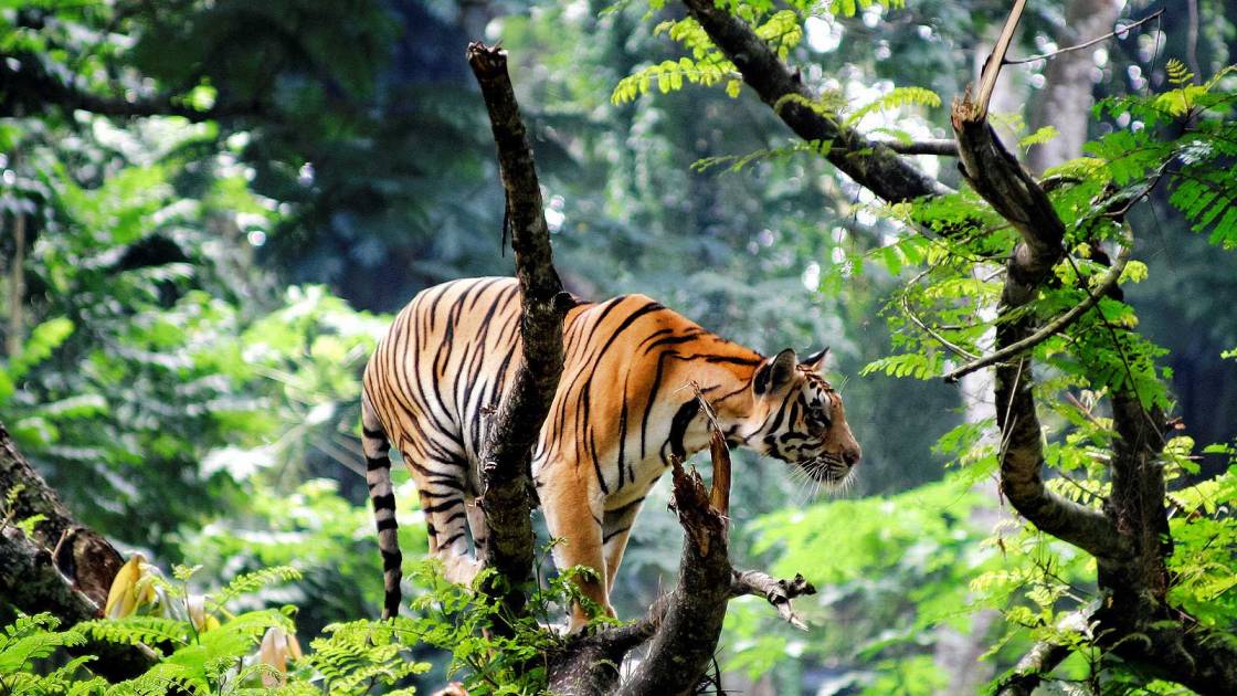 Sundarban